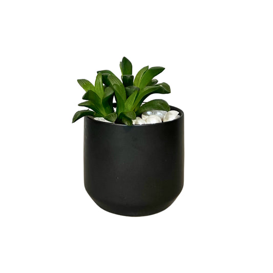 Haworthia bayeri – Super Succulents for Small Spaces