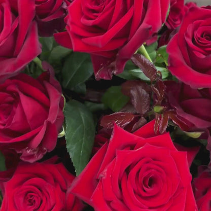 Red Roses In Bucket 50 Stems