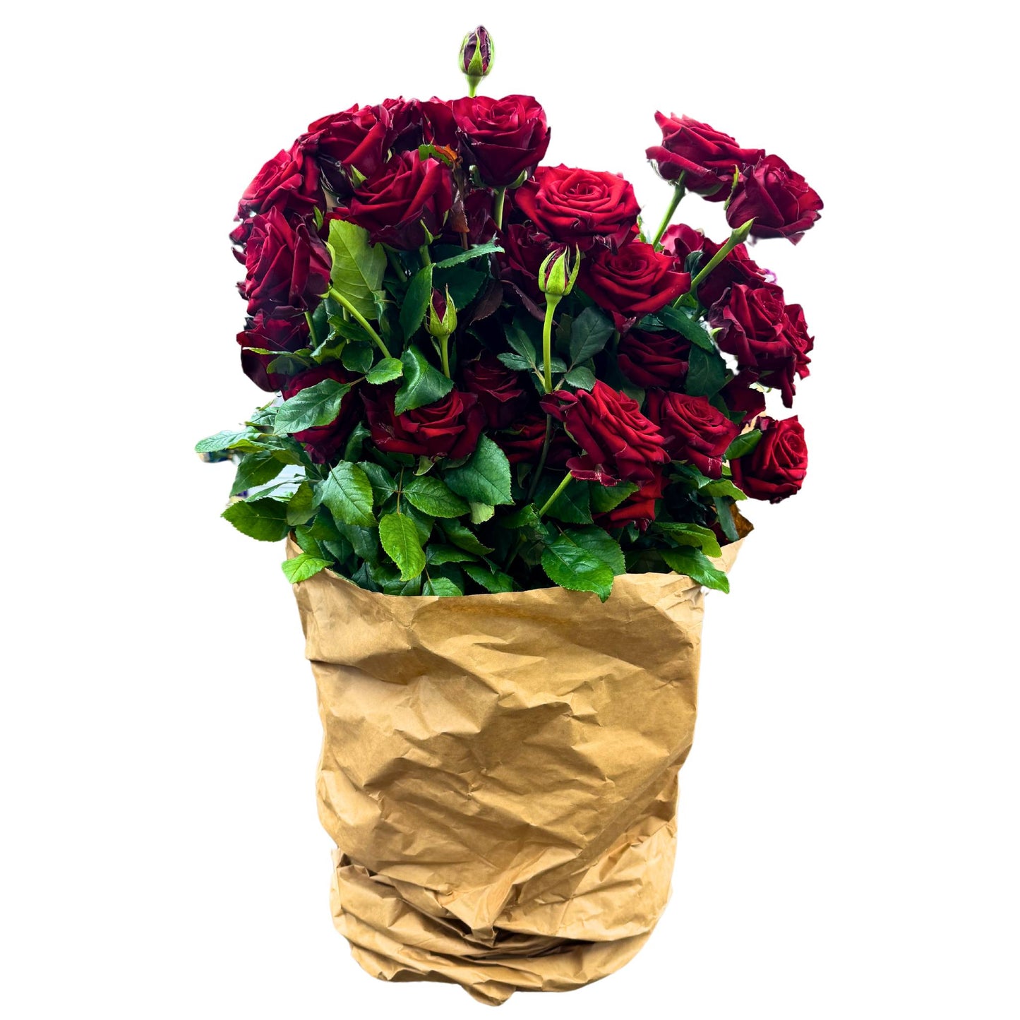 Red Roses In Bucket 50 Stems