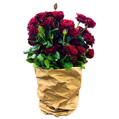fresh red roses in a bucket for wholesale