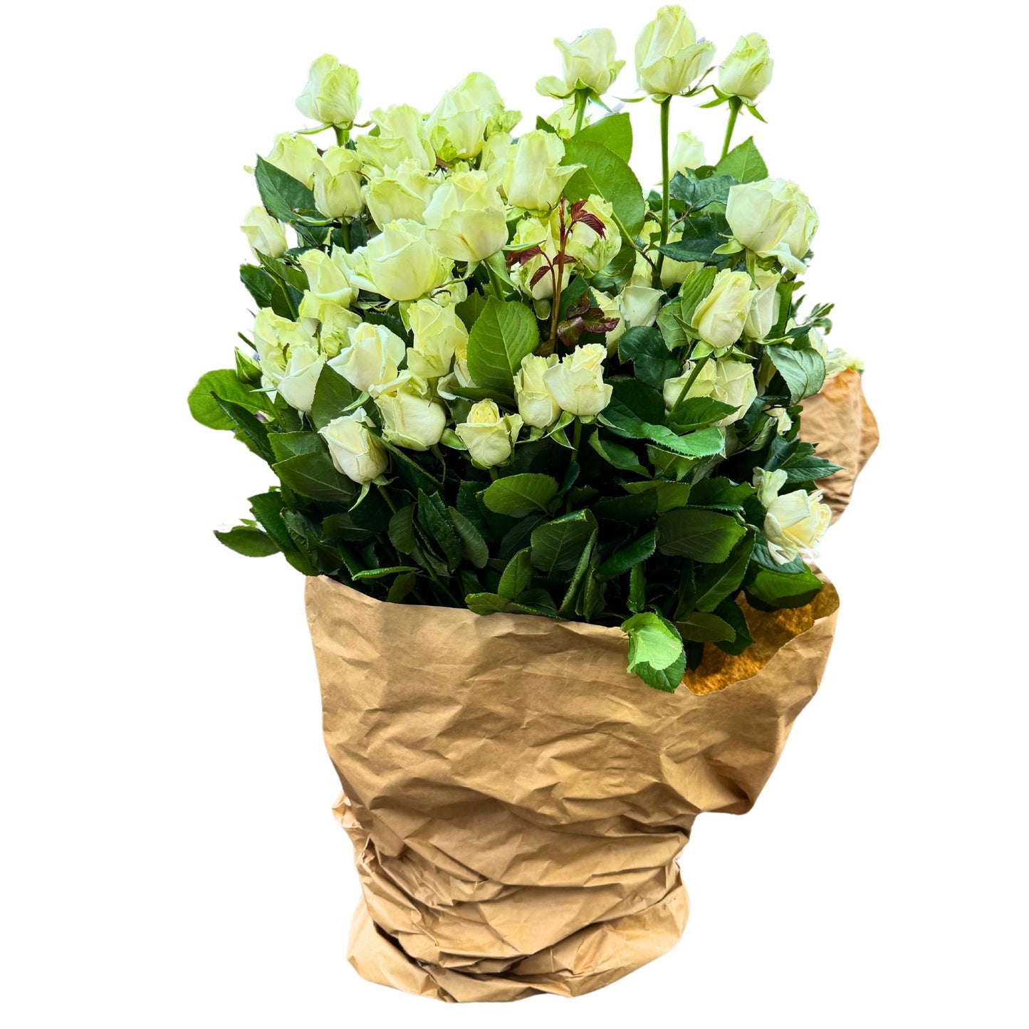 White Roses In Bucket 50 Stems